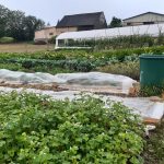 Acker © Gemüsebau Lydia Täschner