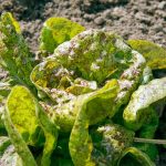 Domäne Dahlem Gemüsebau-Betrieb in Berlin, Salat, Foto K. Wendtland