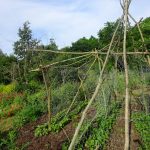 Garten © Saatgut- und Permakulturgarten Alt-Rosenthal