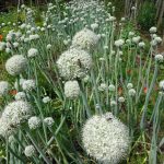 Garten © Saatgut- und Permakulturgarten Alt-Rosenthal