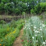 Garten © Saatgut- und Permakulturgarten Alt-Rosenthal