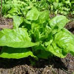 Garten © Saatgut- und Permakulturgarten Alt-Rosenthal