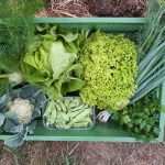 Gemüsekiste © Gemüsebau Lydia Täschner