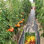 Gewächshaus © Gemüsebau Lydia Täschner