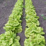 Kopfsalat Goldforellen © Keimzelle