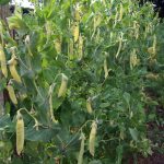 Zucker-Wachserbse Prof. Kapert © Keimzelle