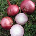 Zwiebel Red Weather Field © Keimzelle